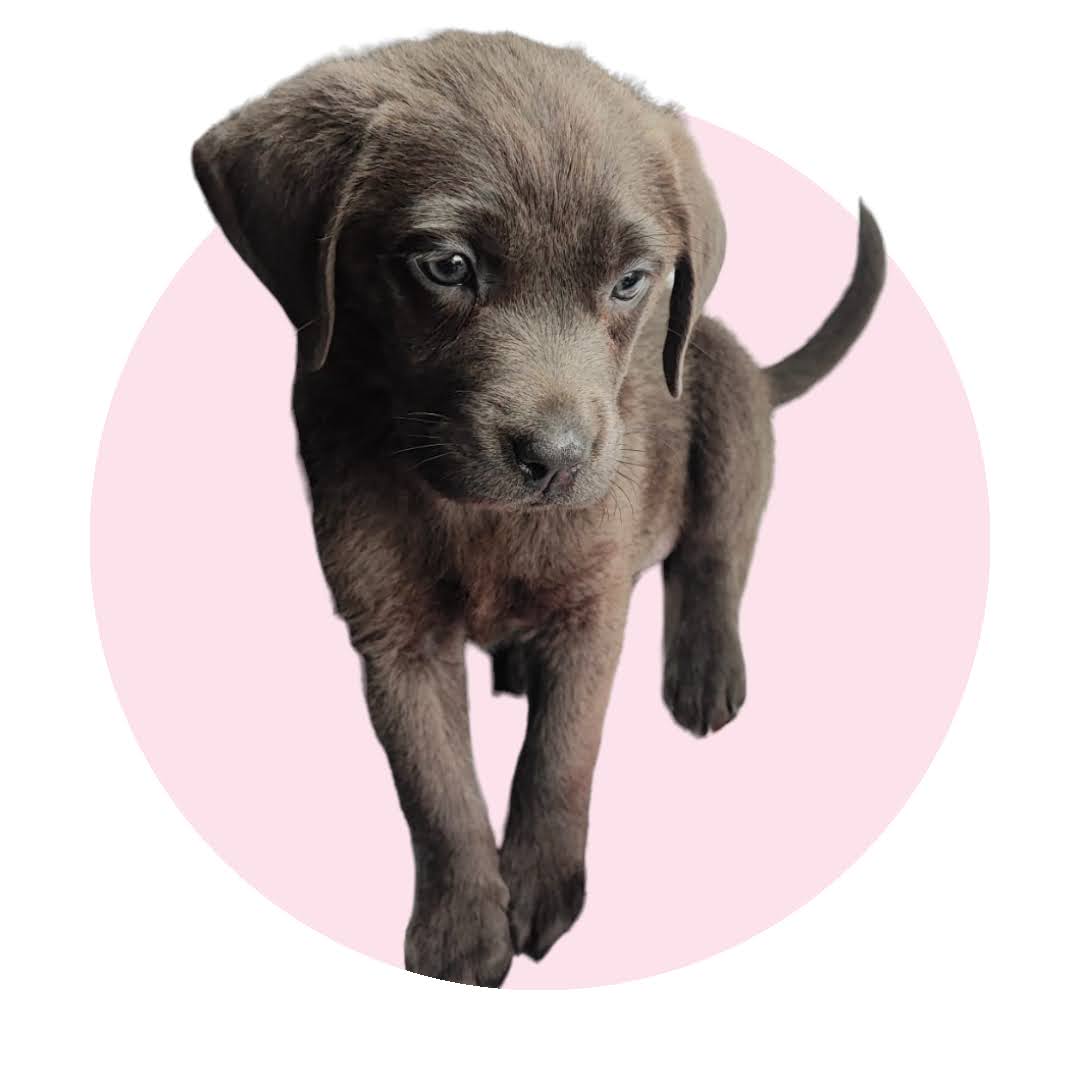 My Pet Photo Upload Mug